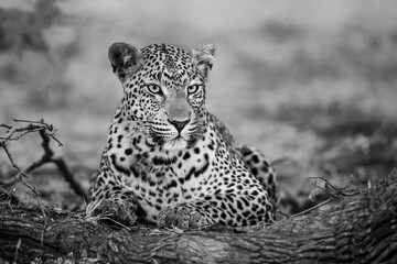 Leopard (Panthera pardus) resting in Sabi Sands Game Reserve in the Greater Kruger Region in South...