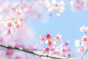 Sakura flower background. Spring background with cherry blossom.
