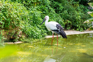 A white stork  standing on pond in tropical nature reserve