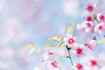 Fototapeta na wymiar Sakura flower background. Spring background with cherry blossom.