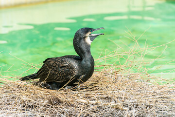 A black great cormorant taking a rest on a pile of straws