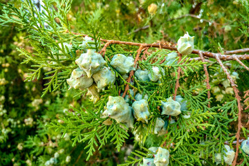 coniferous tree thuja