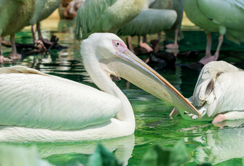 Close-up of a great white Pelican birds swimming in the pool