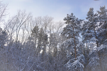 Winter landscape with trees and blue sky