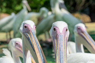 A bunch of white Pelican birds swimming in the pool