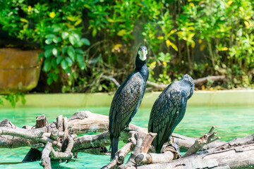 A pair of black great cormorant perching on wood branches