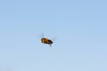 Fototapeta na wymiar Fligende Hummel vor blauem Himmel
