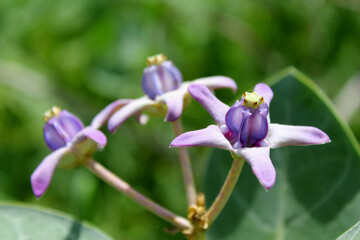 close up of a purple flower