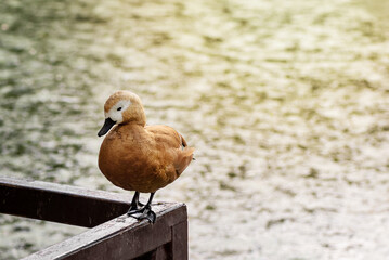 Cute Tadorna ferruginea duck sits on wooden rail on rippled water background