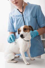 partial view of veterinarian in blue latex gloves examining jack russell terrier
