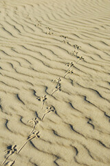 Bird tracks on the sand