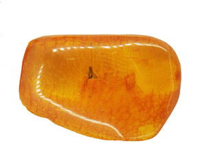 Baltic amber with insect inclusion