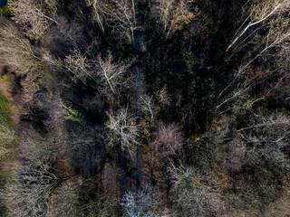 Top down aerial view of a forest, on a winter day 