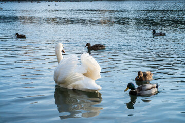 Fototapeta premium beautiful white swan swims in the river and looks at the ducks.