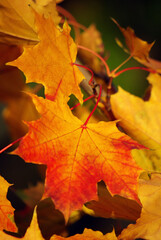 Naklejka na ściany i meble autumn maple yellow leaves