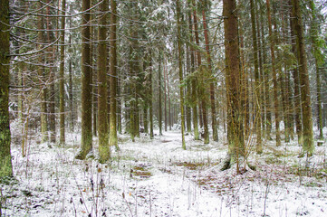 Path through a beautiful calm snowy coniferous forest on a dark winter evening