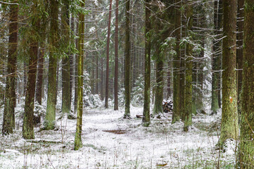 Path through a beautiful calm snowy coniferous forest on a dark winter evening