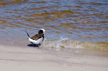 the rare Long-tailed Duck (Latin Clangula hyemalis) on the coast of the Baltic Sea