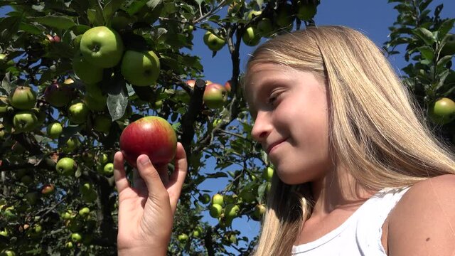 Girl Eating Apple, Kid in Orchard, Kid Tasting Fruits in Tree, Farmer Blonde Child at Village at Countryside