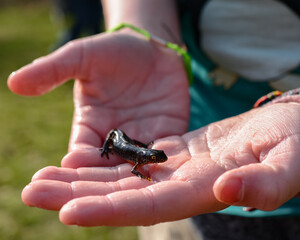 Teichmolch, Lissotriton vulgaris, auf Hand