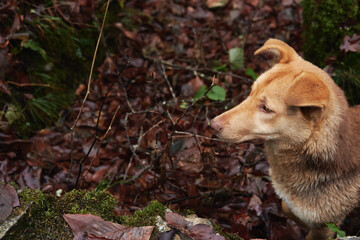 Walk with pet in autumn forest in fresh air. Portrait of charming light red mongrel dog with chocolate nose.