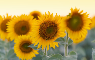 Bright yellow sunflower in the field against the sky. Beautiful sunflower close-up