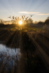 Sun shining through the dead parts of the plant.