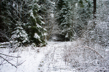 Path through a beautiful calm snowy coniferous forest on a dark winter evening