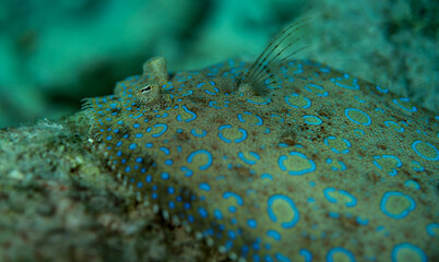 Sole fish colorful close-up underwater Bonaire Caribbean Sea 