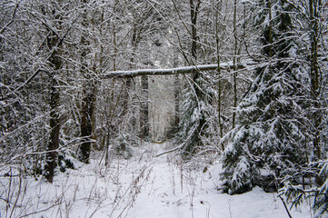 Path through a beautiful calm snowy coniferous forest on a dark winter evening