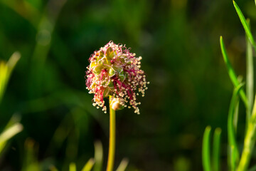 Kleine Wiesenknopf, Sanguisorba minor, Makro