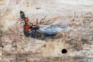 queen of the ants discouraged by his army