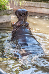 Fototapeta na wymiar hippopotamus yawns in the water