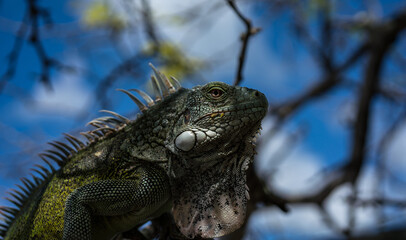 Iguana lizard close up on a tree Bonaire Caribbean sea