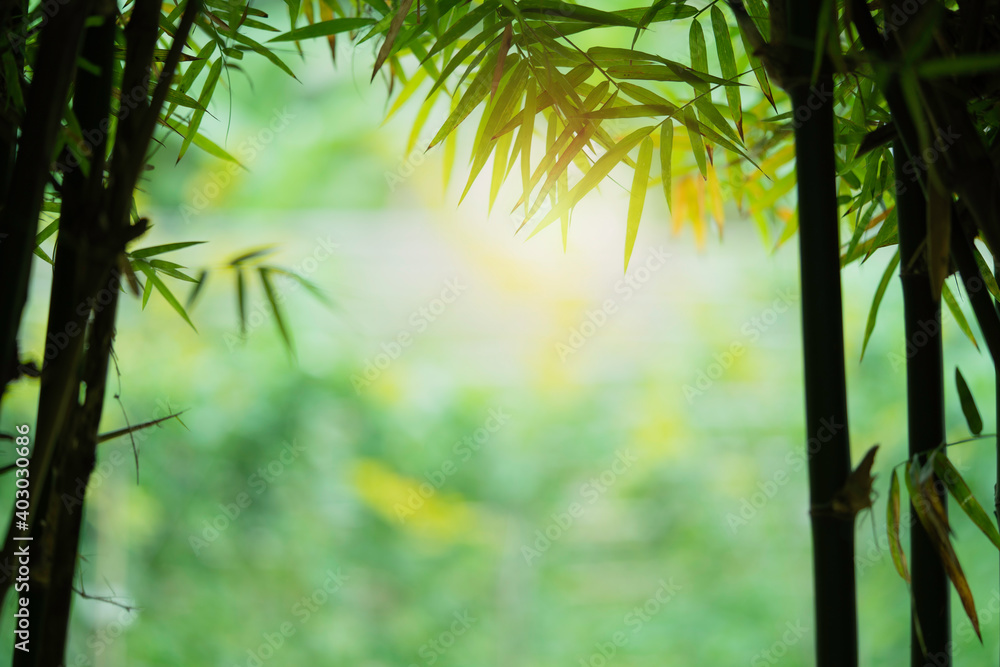 Wall mural Closeup beautiful view of nature green bamboo leaf on greenery blurred background with sunlight and copy space. It is use for natural ecology summer background and fresh wallpaper concept.