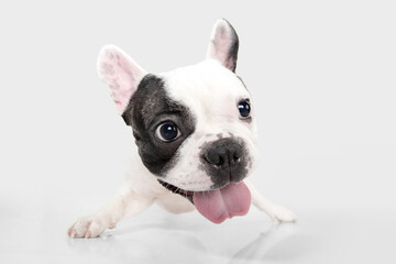 Fashion show. French Bulldog young dog is posing. Cute playful white-black doggy or pet is playing and looking happy isolated on white background. Concept of motion, action, movement.