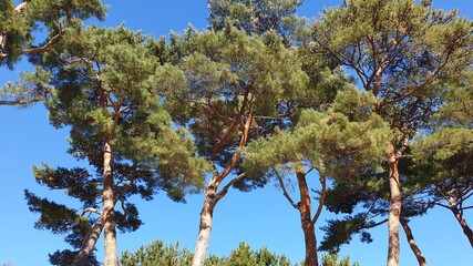 Obraz premium tree with sky