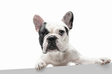 Listening to you. French Bulldog young dog is posing. Cute playful white-black doggy or pet is playing and looking happy isolated on white background. Concept of motion, action, movement.