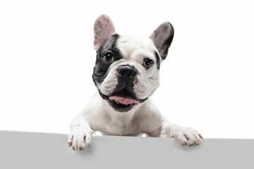 No way breaking news. French Bulldog young dog is posing. Cute playful white-black doggy or pet is playing and looking happy isolated on white background. Concept of motion, action, movement.