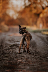 Belgian shepherd puppy outdoors