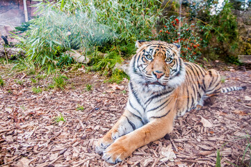 beautiful Bengal tiger, queen tiger