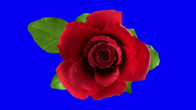 Blooming red rose flower with separating Alpha Channel mask in 4K