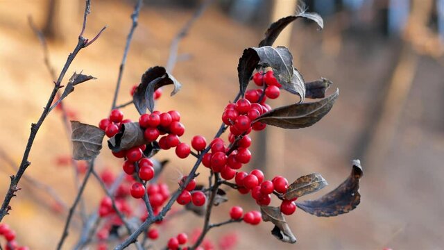 red winterberries and dried leaves in winter(ilex serrata, japanese winterberry)