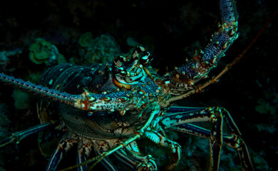 Lobster close up Bonaire Caribbean sea