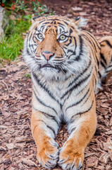 Fototapeta premium beautiful Bengal tiger, queen tiger