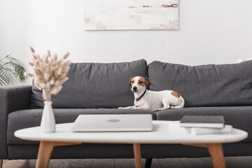 jack russell terrier on grey couch near coffee table with laptop in modern living room