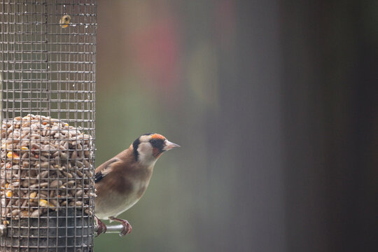 Goldfinch feeding from a garden bird feeder