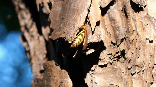 bee entering through the bark