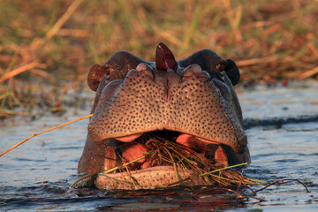 The common hippopotamus (Hippopotamus amphibius), or hippo grazing in a river with water lily leaf on the nose.Comic shot of a dangerous hippo.