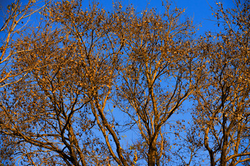 Branches and background of blue sky